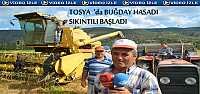 TOSYA'DA BUĞDAY HASADI SIKINTILI BAŞLADI