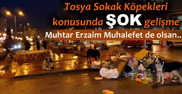 TOSYA'DA SOKAK KÖPEKLERİ KONUSUNDA ŞOK GELİŞME