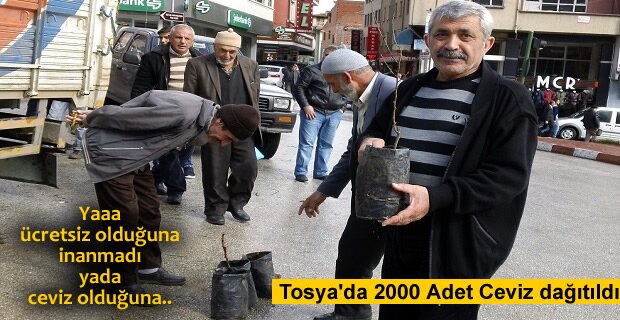 TOSYA'DA 2 BİN CEVİZ FİDAN DAĞITILDI