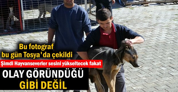 Tosya'da Sokak Köpeklerine Operasyon Yapıldı