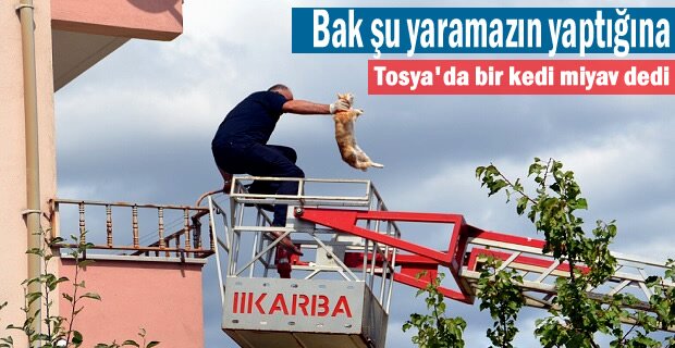 Tosya İtfaiyesi Mahsur Kalan Kediye kurtarma Operasyonu yaptı