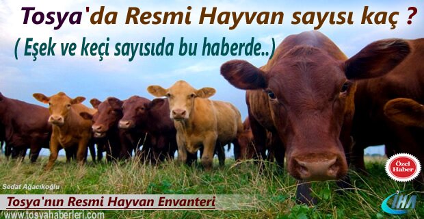 Tosya'da Kaç İnek,Eşek ve Katır var? Sayısı belli oldu