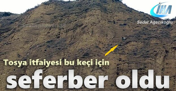Tosya İtfaiyesinden Keçi kurtarma Operasyonu