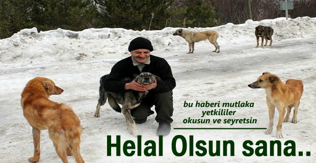 Tosyalı Hayvansever bakın sokak köpekleri için ne yapıyor