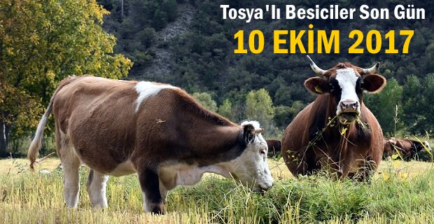 Düve Alım Destekleme için son gün 10 Ekim 2017