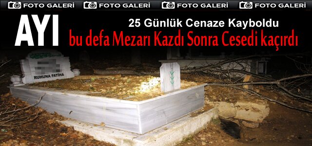 AYI, MEZARDAN ÇIKARDIĞI CESEDİ KAÇIRDI