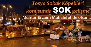 TOSYA#039;DA SOKAK KÖPEKLERİ KONUSUNDA...