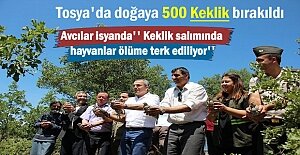 Avcılara vurmazsa Tosya'da doğaya 500 kınalı keklik bırakıldı