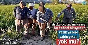 Tosya Pirinci Yok Oluyor! Üretici...