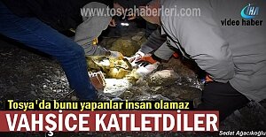 Tosya#039;da Vicdansızlar Vahşice...
