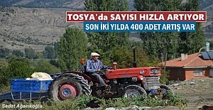 TOSYA'DA SAYISI HIZLA ARTIYOR