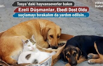 Tosya’da Kedi ile Köpeğin Dostluğu görenleri hayrete düşürüyor