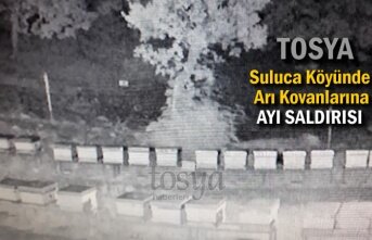 Tosya'da Arı Kovanlarına Ayı Saldırısı