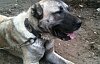 Sivas Kangalı ve Kangal Köpeğinin Özellikleri