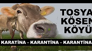 Tosya Kösen Köyü Şap Hastalığından Karantinaya Alındı