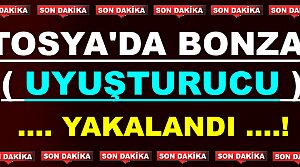 TOSYA’DA 7 ADET BONZAİ ( uyuşturucu ) YAKALANDI