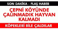 Tosya Çepni Köyünde Hırsızlık - Köyde Neredeyse Çalınmadık Hayvan Kalmadı