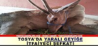 ŞARAMPOLDE YARALI GEYİK BULUNDU