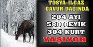 Tosya Gavur Dağı Yaban Hayvan sayısı Belli Oldu