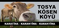 Tosya Kösen Köyü Şap Hastalığından Karantinaya Alındı