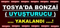 TOSYA’DA 7 ADET BONZAİ ( uyuşturucu ) YAKALANDI