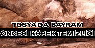 Tosya'da Bayram Öncesi Köpek Temizliği