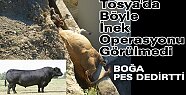 Tosya'da Böyle İNEK Operasyonu Görülmedi