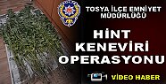 Tosya'da Hint Keneviri Operasyonu