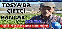 TOSYA’DA ŞEKER PANCARI HASADI BAŞLADI