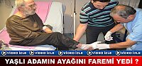 TOSYA'DA YAŞLI ADAMIN AYAĞINI FAREMİ YEDİ?