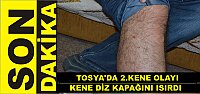 Tosya’da Yılın 2. Kene Olayı Yaşandı