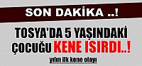 TOSYA'DA YILIN İLK '' KENE '' OLAYI