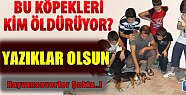 Yeni Bir Köpek Katliamı Yapıldı