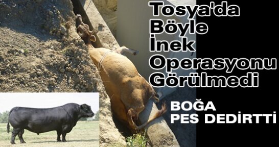 Tosya'da Böyle İNEK Operasyonu Görülmedi