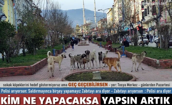 TOSYA'DA SOKAK HAYVANLARI SORUNUNU ÇÖZMEK İÇİN HERKES ELİNİ TAŞIN ALTINA KOYMALI