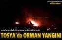 Tosya'da Orman Yangını
