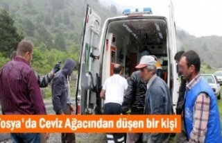 Kösen Köyünde Cevizden Düşen Şahıs Yaralandı