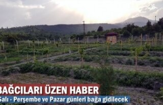 TOSYA'DA BAĞCILARA ÖNEMLİ DUYURU