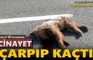 TOSYA D-100'DE OTOMOBİLİN ÇARPTIĞI YAVRU...