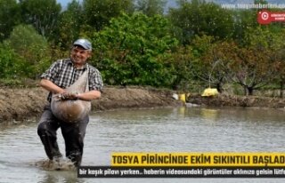 TOSYA'DA ZORLU ÇELTİK EKİMİ MESAİSİ BAŞLADI