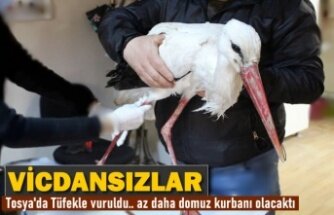TOSYA'DA YARALI BULUNAN LEYLEK TEDAVİ EDİLEREK DOĞAYA SALINDI