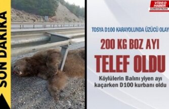 Tosya D100 Karayolunda Telef Olmuş 200 kg Boz Ayı Bulundu