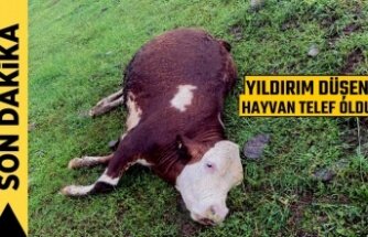 Tosya’da Yıldırım Düşen Büyükbaş Hayvan Telef Oldu