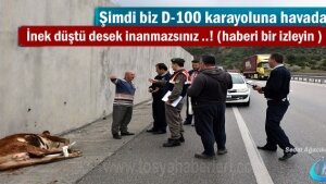 Tosya’da İnek D-100 karayoluna düştü
